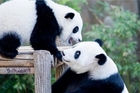 马来西亚为在马出生的第二只大熊猫庆生