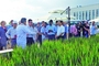 17日，院士和嘉宾们在青岛海水稻研发中心试验基地观摩。